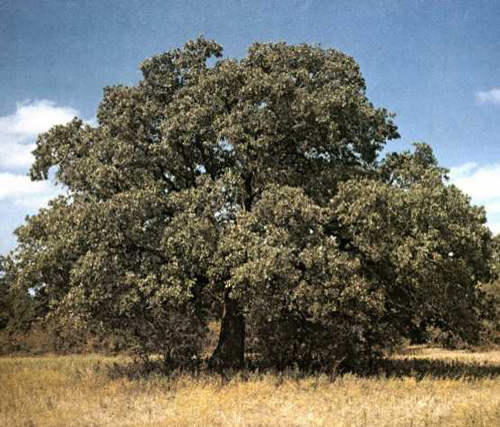 District Court Oak-1969